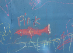 A blue wall with a pink fish drawn in chalk. The words, pink, above in chalk as well.