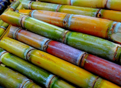 Close-Up photo of sugar cane