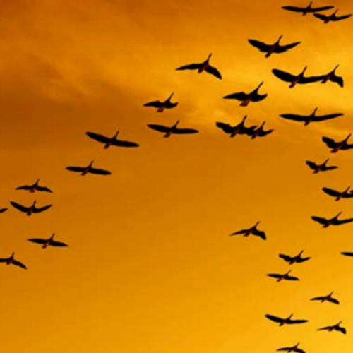 Birds in a orange sky