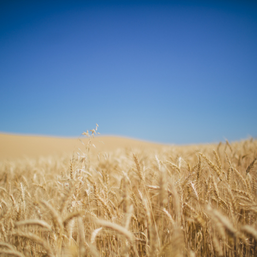 Field of grain and blue sky