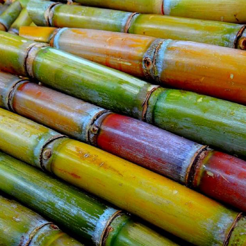 Close-Up photo of sugar cane