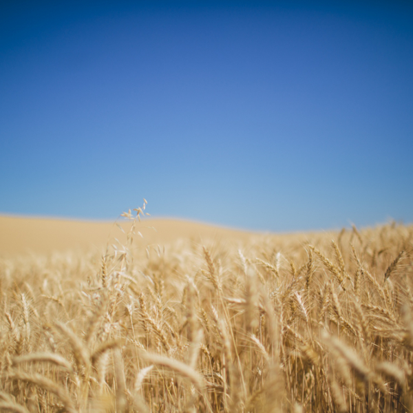 Field of grain and blue sky