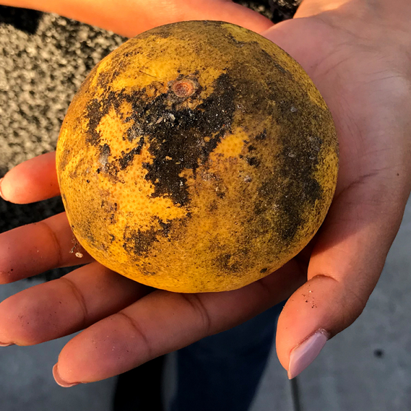 An extended hand with an orange which is covered in soot 
