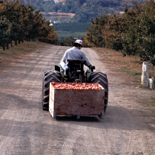 Image of a man on a machine pulling a box of vegetables